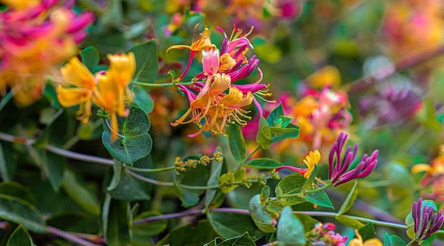 Cottagecore Garden Classics Honeysuckle