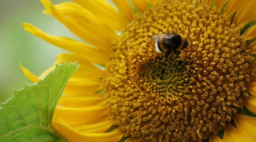 Cottagecore Garden Bees And Sunflower