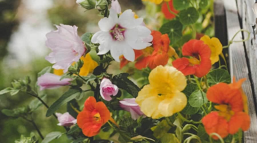 Cottagecore Garden Nastarsiums And Mallow