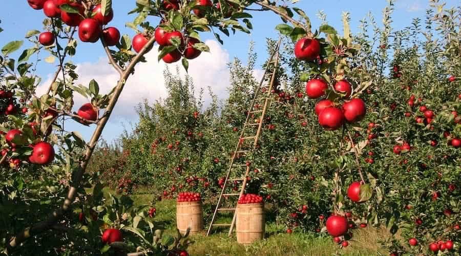 Cottagecore Garden Produce