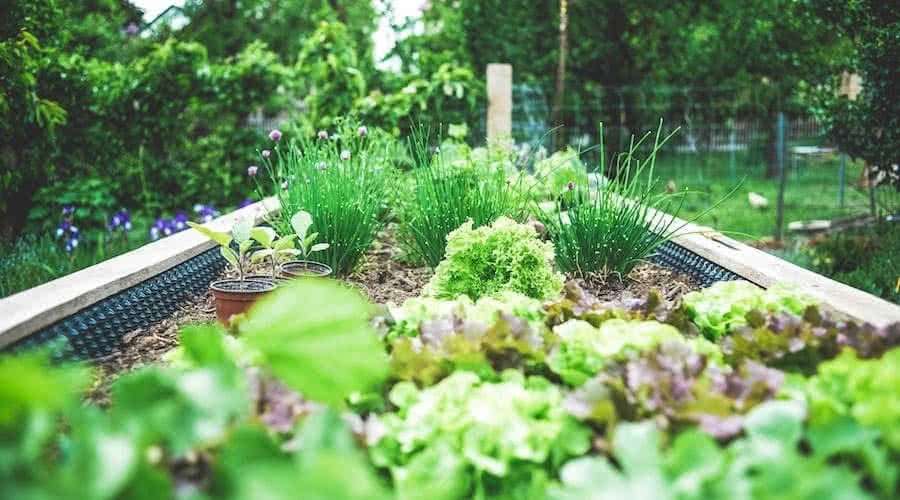 Cottagecore Herb Garden