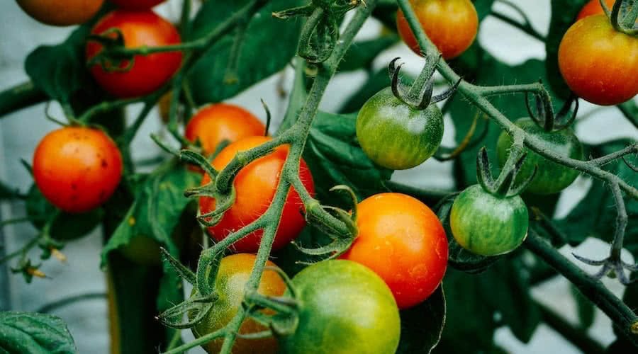 Cottagecore Vegetable Garden Tomato Plants