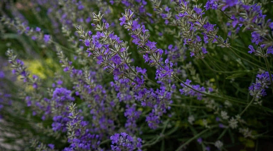 Lavendar Flowers Cottage Garden