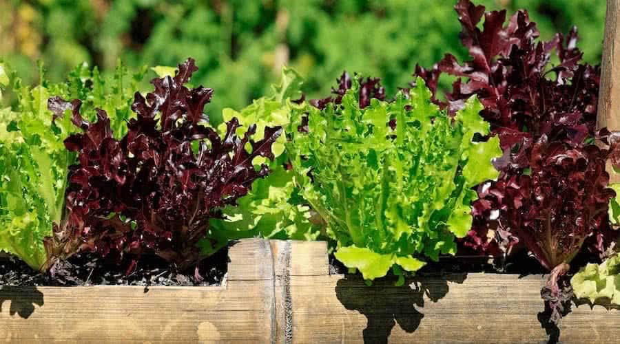 Salad And Herb Beds